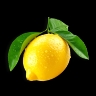 Agrumes