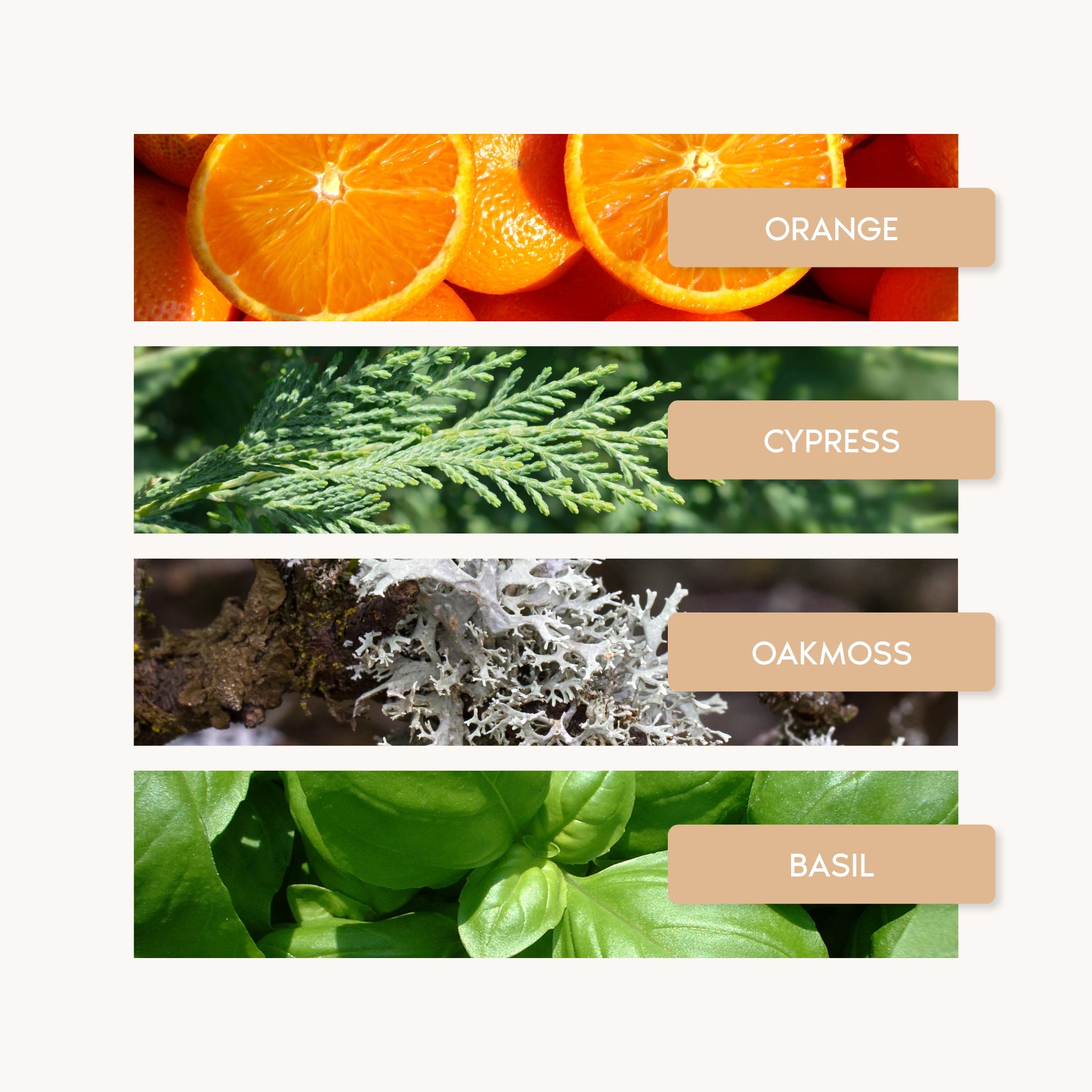 ORANGE X SANTAL