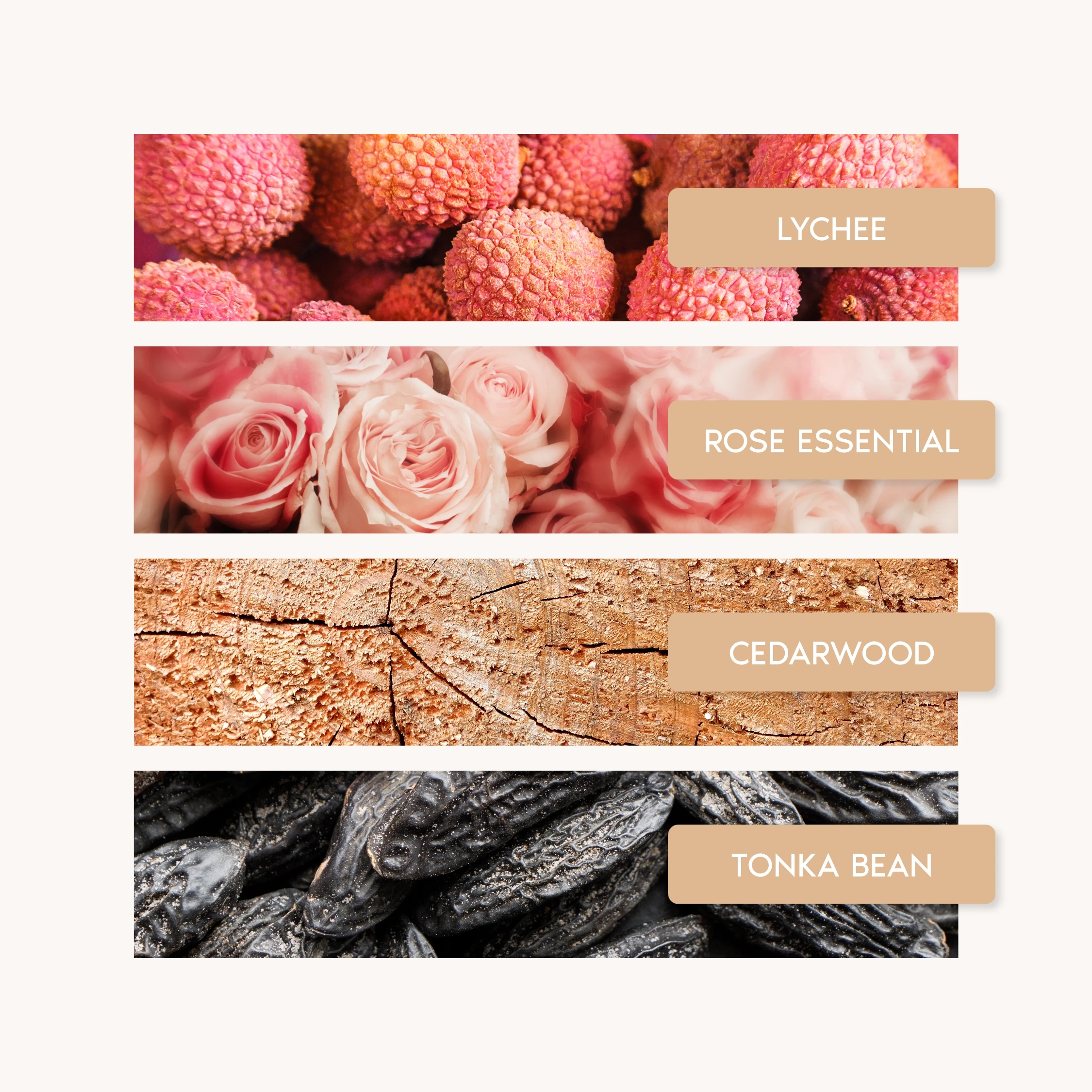 ROSE MAGNETIC